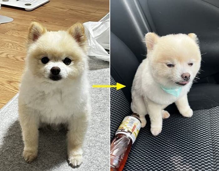 애니멀플래닛