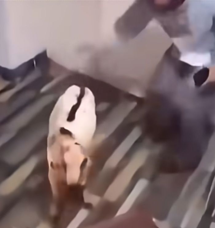 애니멀플래닛