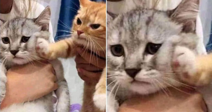 애니멀플래닛