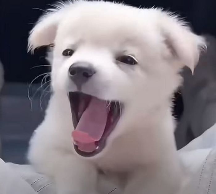 애니멀플래닛