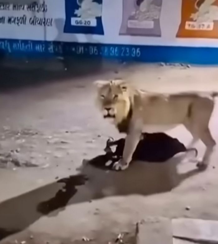 애니멀플래닛
