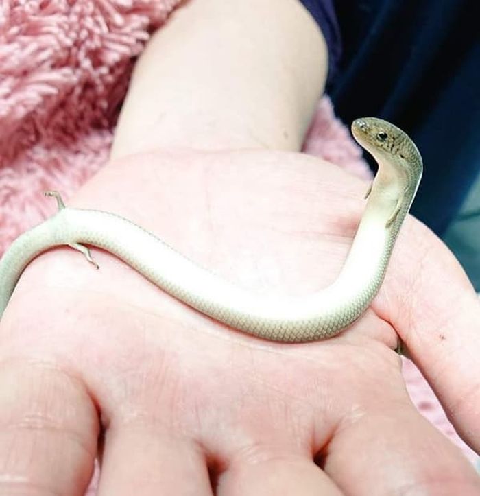 애니멀플래닛
