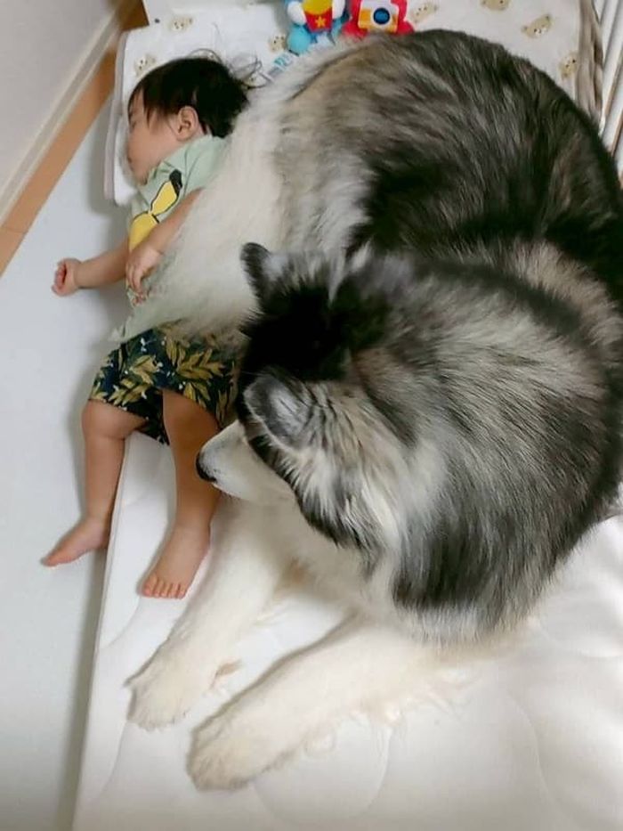 애니멀플래닛