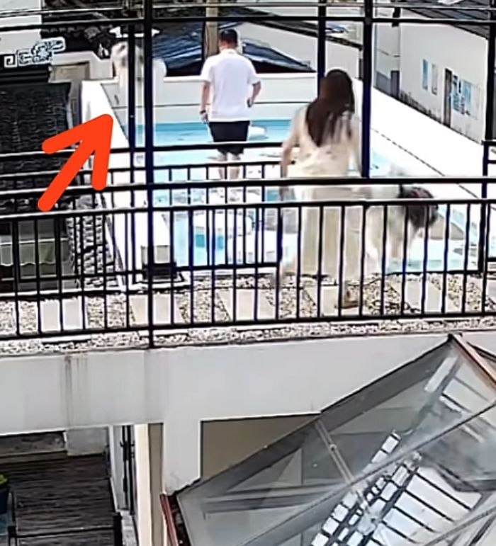 애니멀플래닛