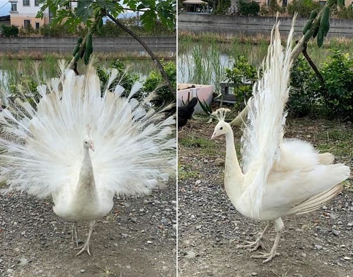 애니멀플래닛