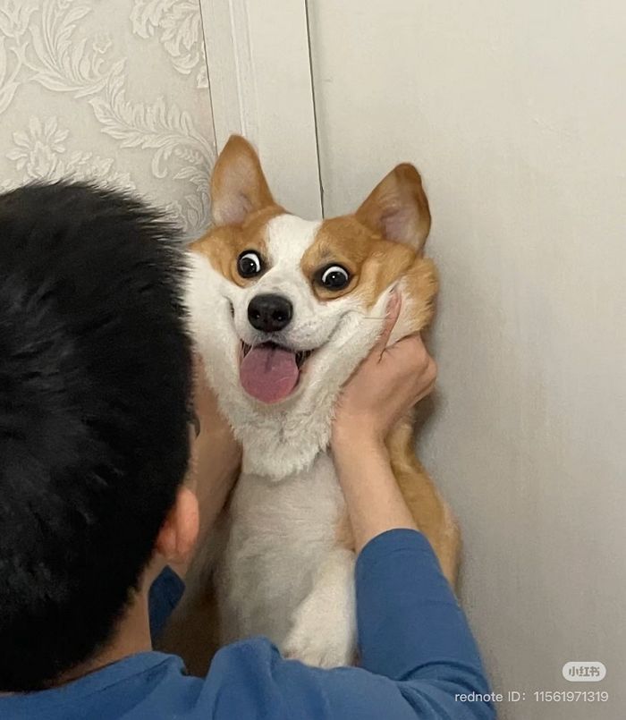 애니멀플래닛