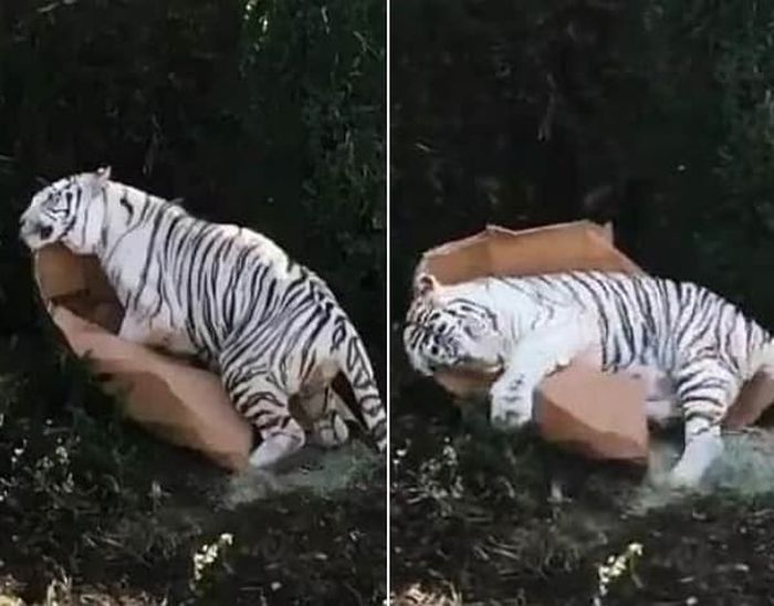 애니멀플래닛