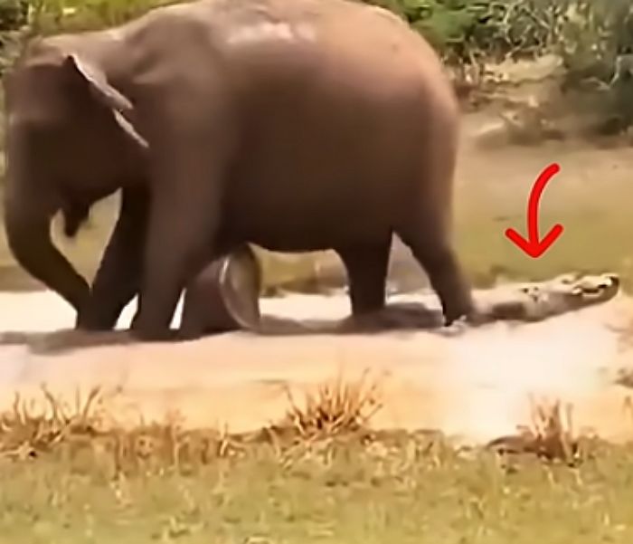 애니멀플래닛