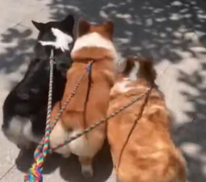 애니멀플래닛