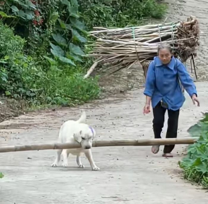 引用:千红宠物小宝