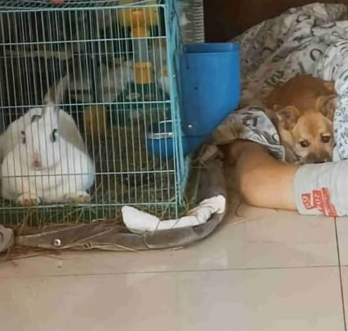 애니멀플래닛