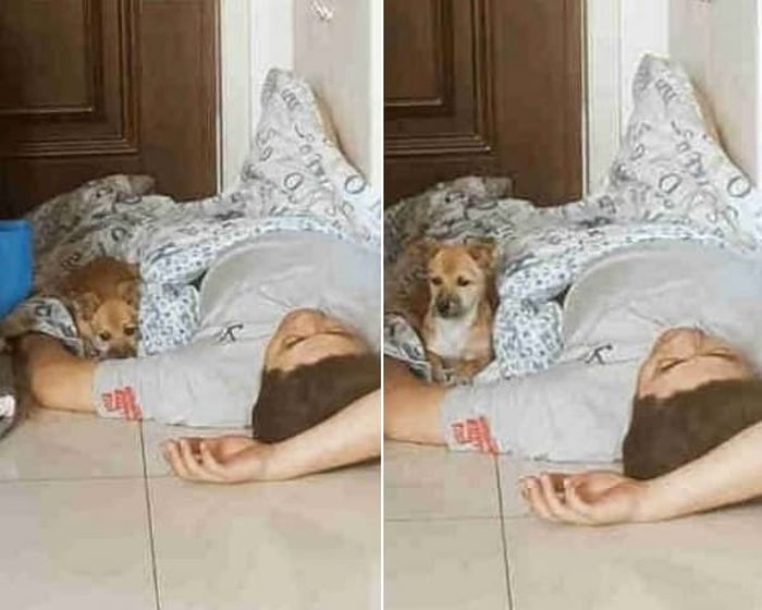 애니멀플래닛