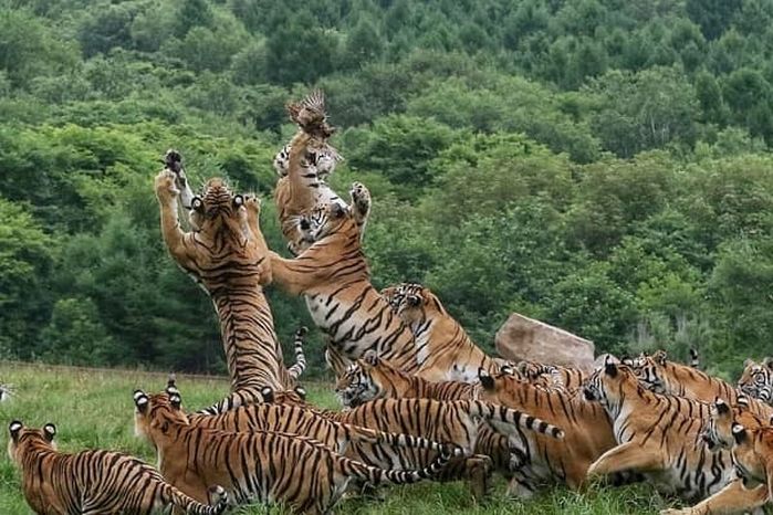 애니멀플래닛