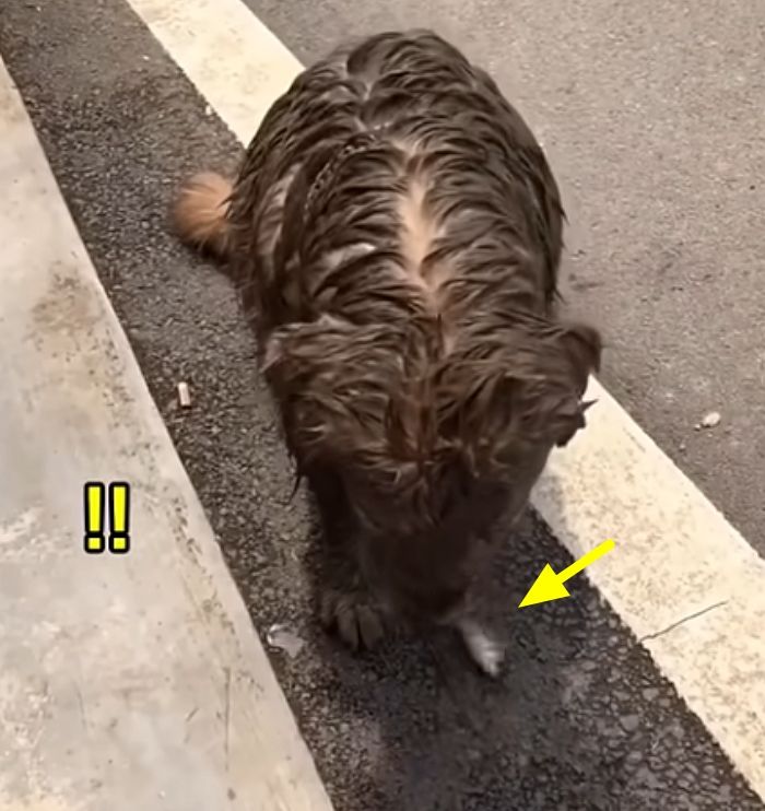 애니멀플래닛