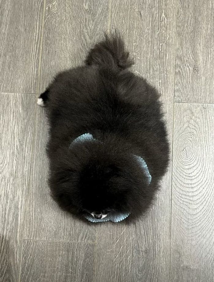 애니멀플래닛