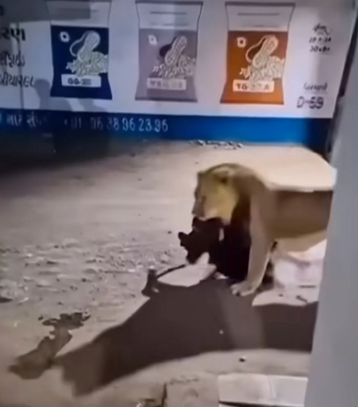 애니멀플래닛