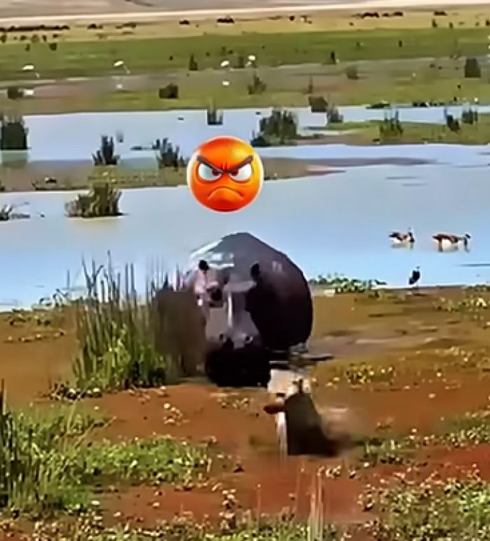 애니멀플래닛