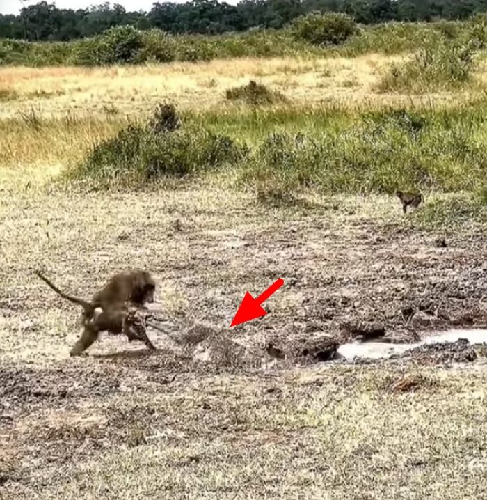 애니멀플래닛
