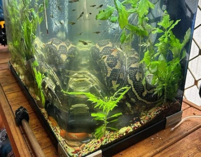 애니멀플래닛