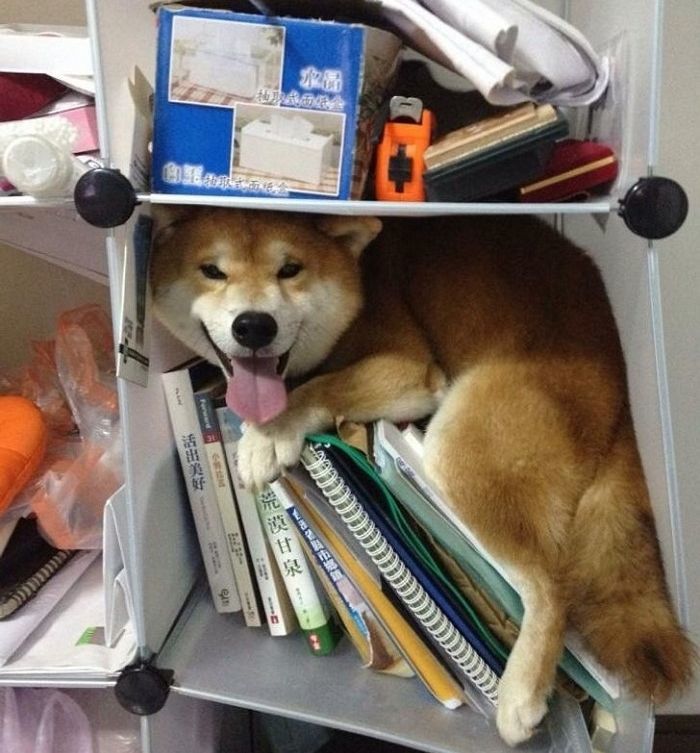 애니멀플래닛