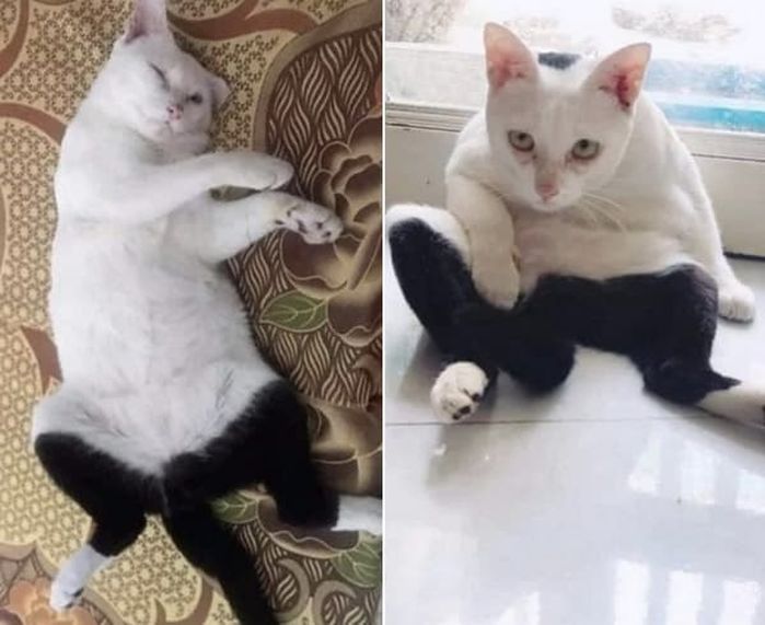 애니멀플래닛