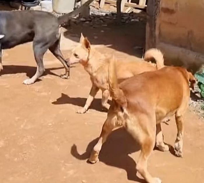 애니멀플래닛