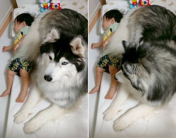 애니멀플래닛