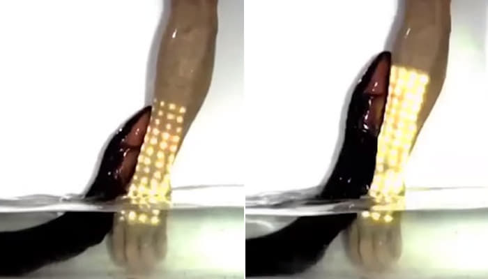 애니멀플래닛