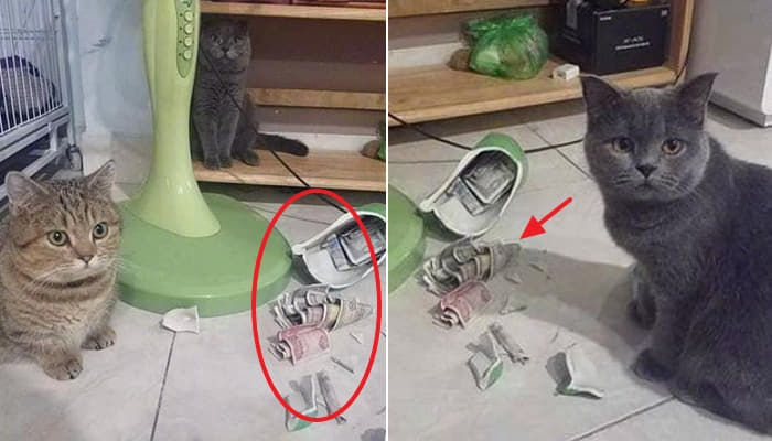 애니멀플래닛
