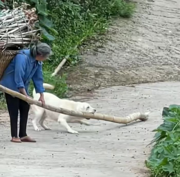 引用:千红宠物小宝