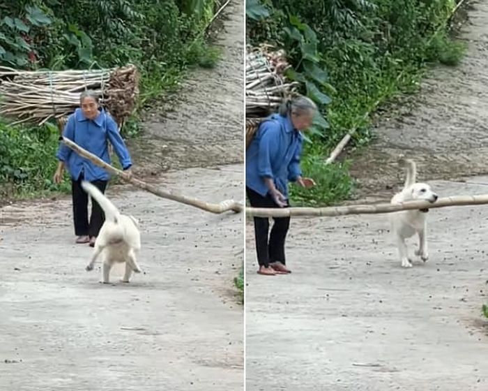 引用:千红宠物小宝