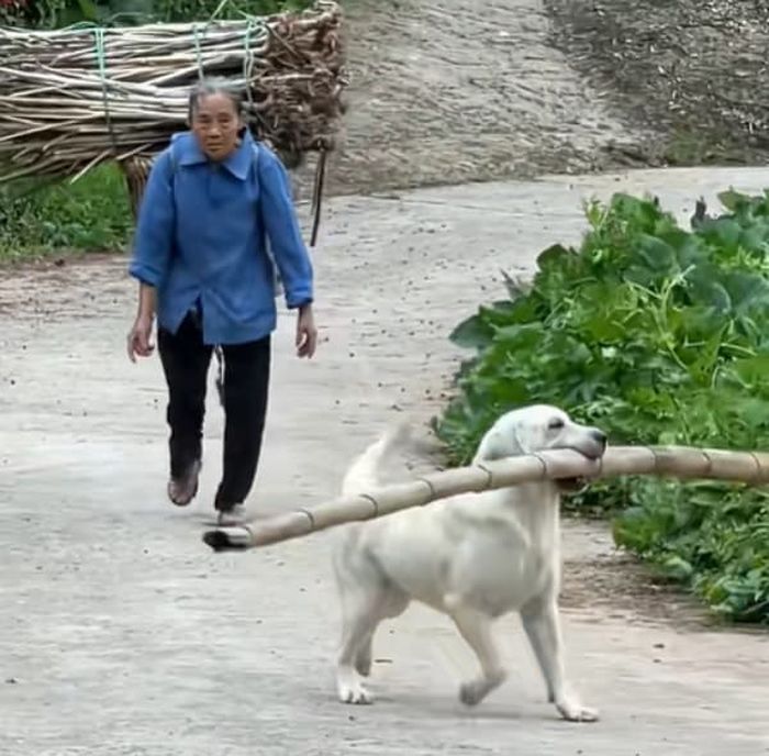 引用:千红宠物小宝