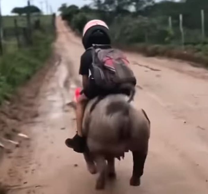 애니멀플래닛