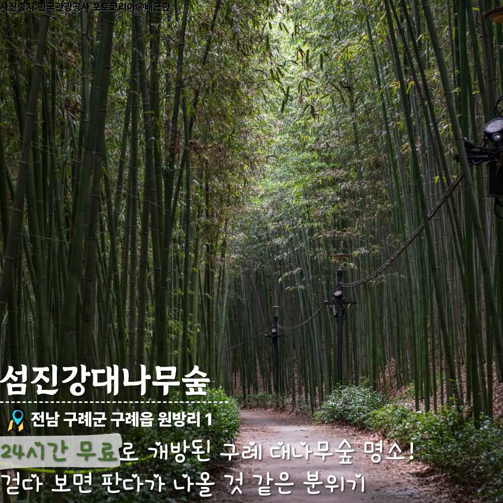 섬진강대나무숲 / ⓒ인포매틱스뷰