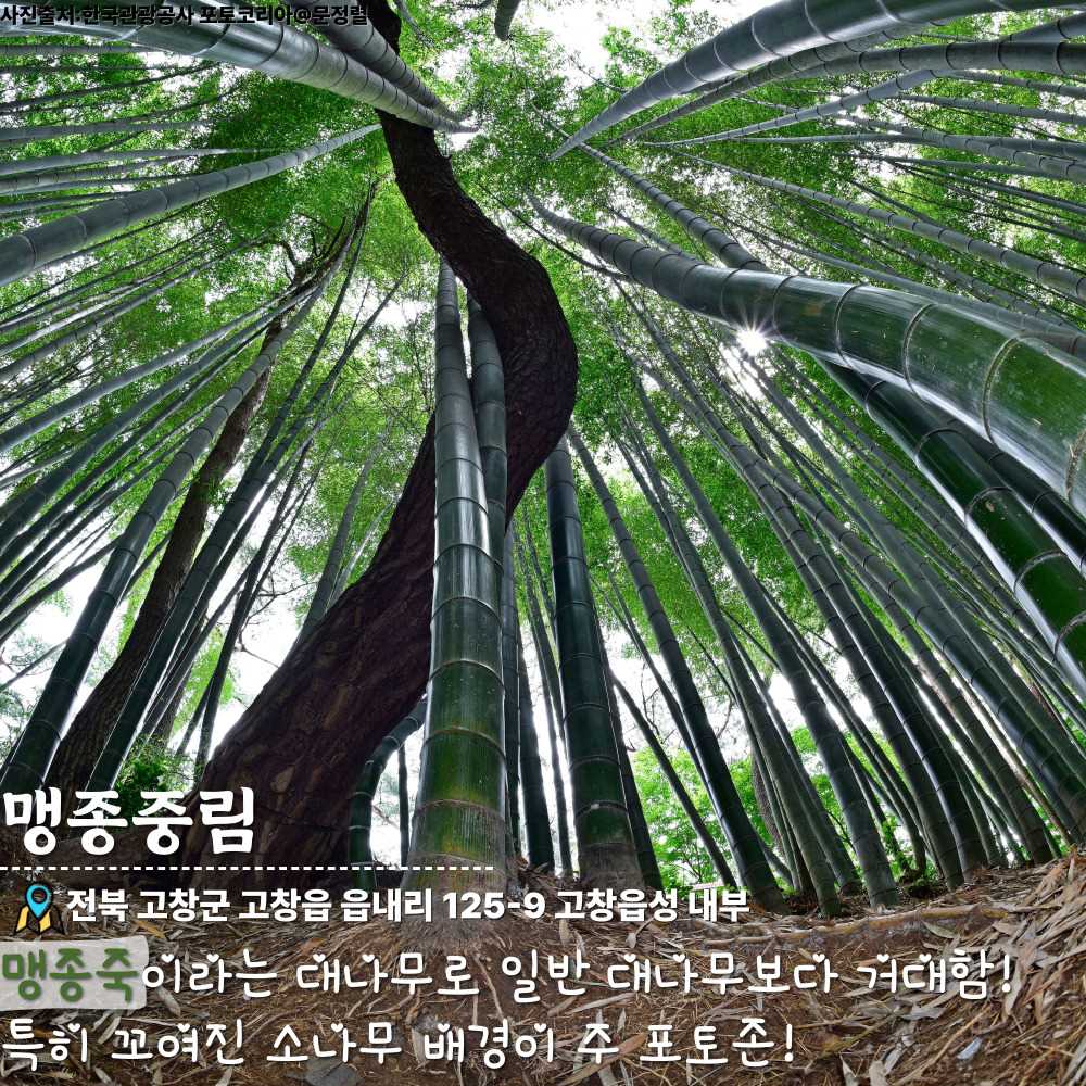 맹종죽림 / ⓒ인포매틱스뷰