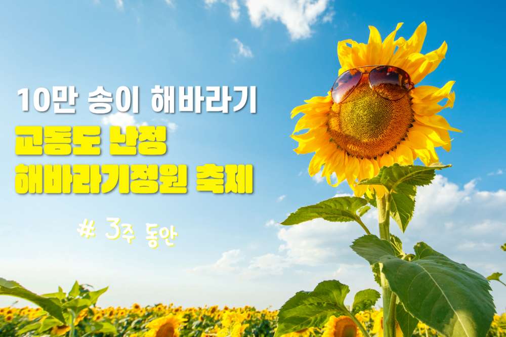 2025 교동도 난정 해바라기정원 축제 / ⓒ인포매틱스뷰