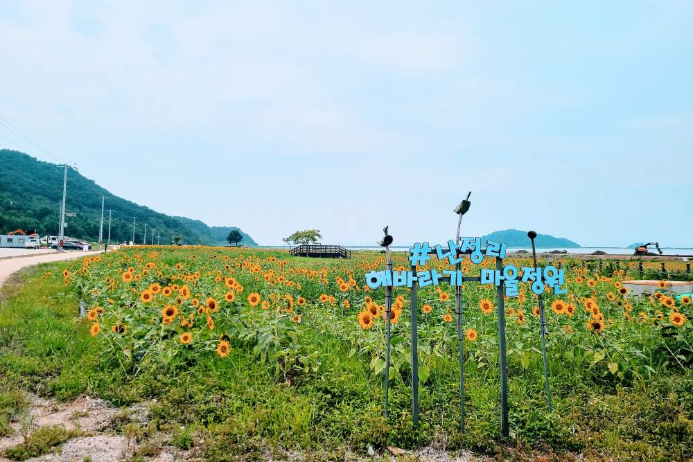 난정리 해바라기 마을정원 / 사진=강화군