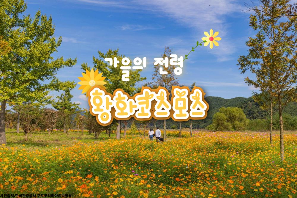 황화 코스모스, 9월 국내 여행지 추천 / ⓒ인포매틱스뷰