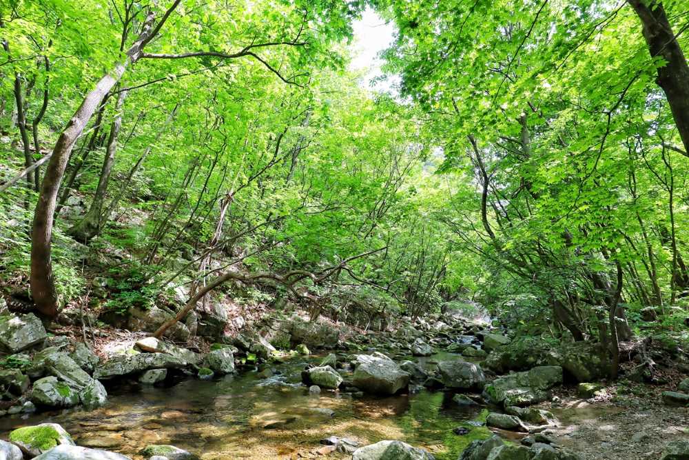 유명산 등산로와 계곡 / 사진=경기관광@차연희