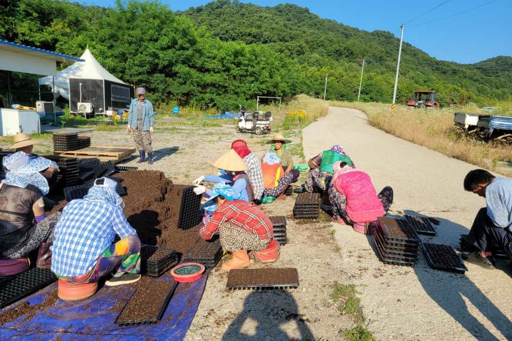 2024 교동면 난정리, 해바라기 정원 조성을 위한 파종작업 / 사진=강화군