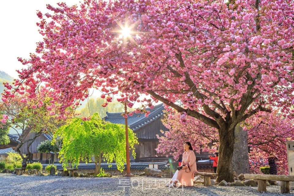 ㅠ겹벚꽃 핀 선암사 /사진-순천시