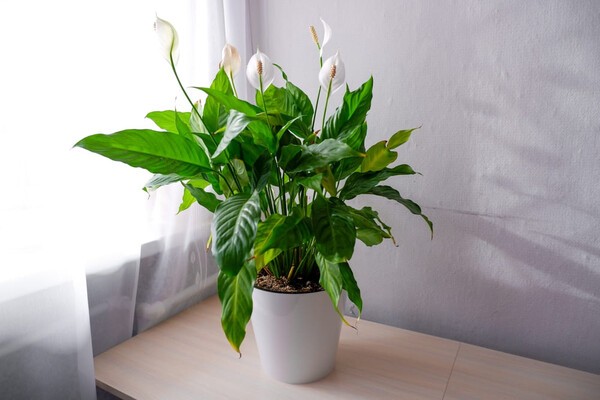 contents.kohnan-eshop