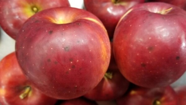 vegetables-and-fruit