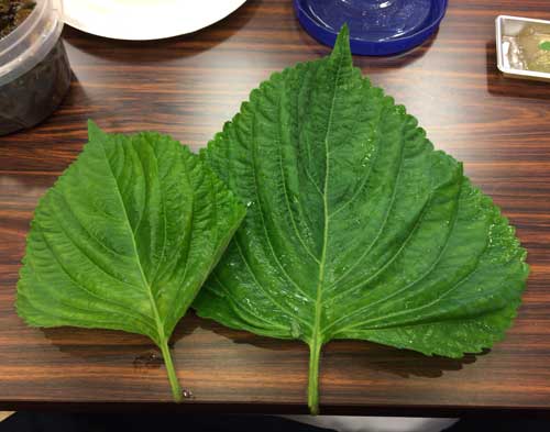 hidaegoma