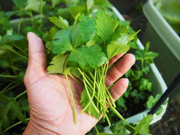 野菜の育て方