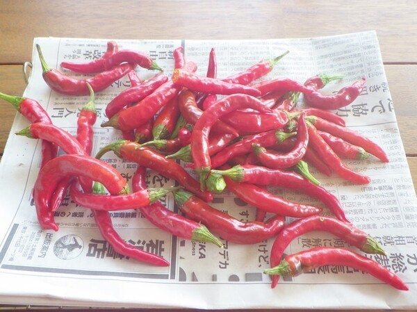 ameblo