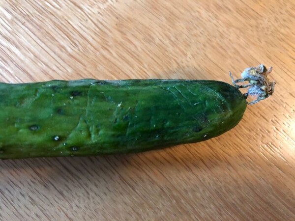 kurashinista