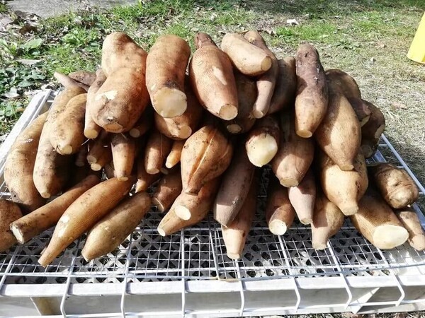 taberutokurasuto