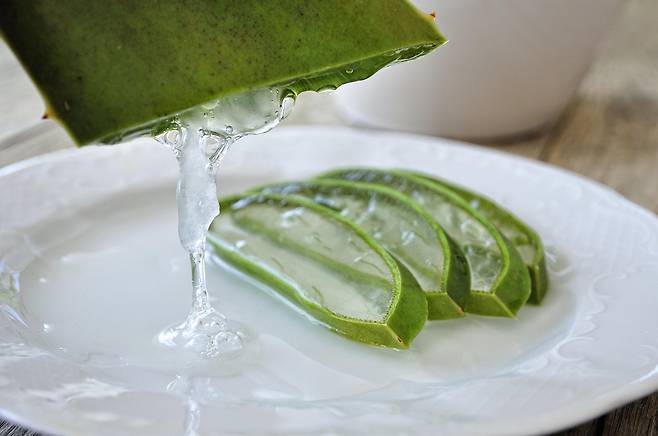 알로에 단면