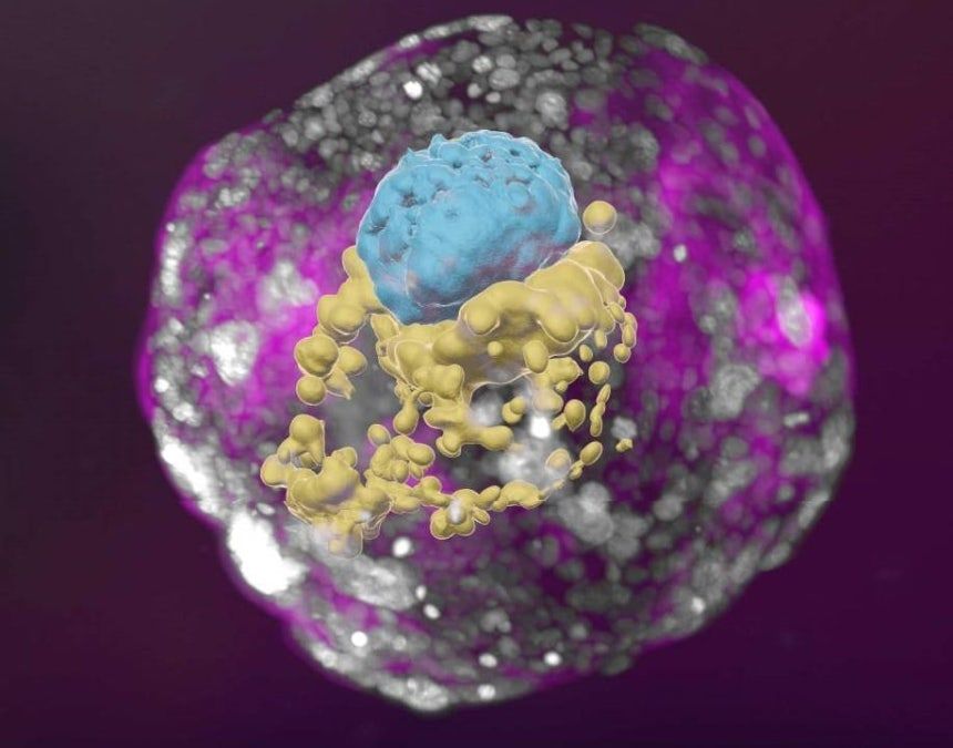 引用:ワイツマン科学研究所